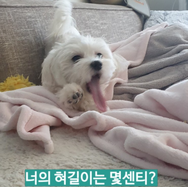  나의 혀는 몇센티일까?