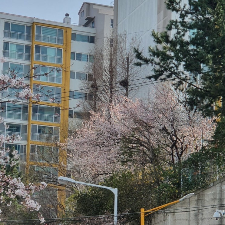 벚꽃피는 주말에는 출근을