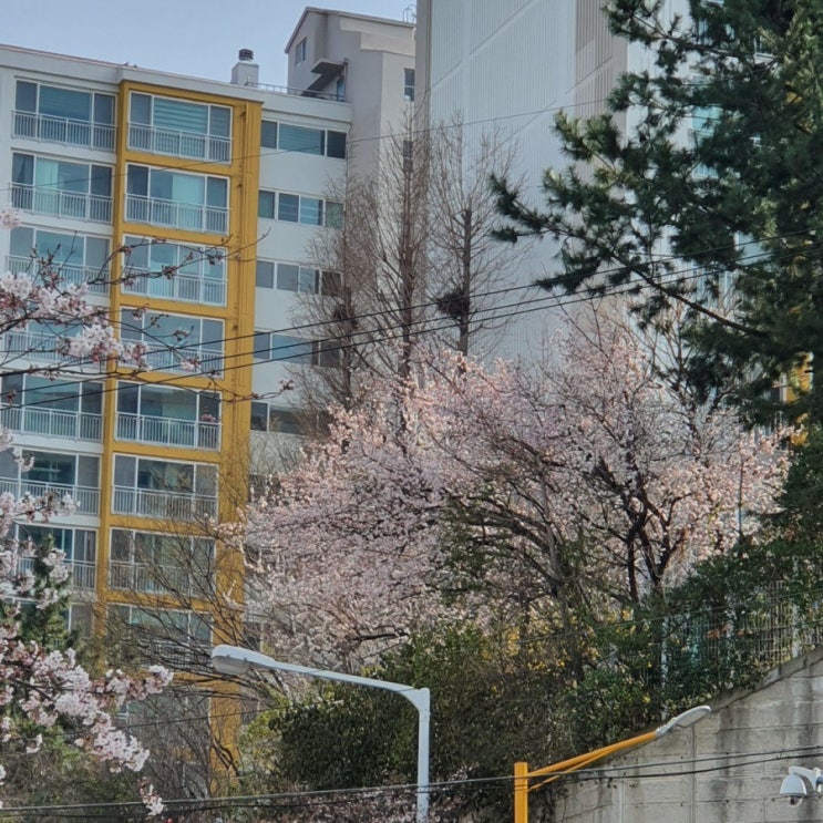  벚꽃피는 주말에는 출근을