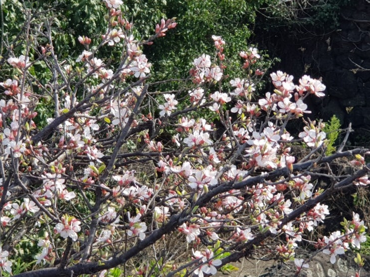 시골집의 봄, 꽃이 핀 나무와 새로심은 나무
