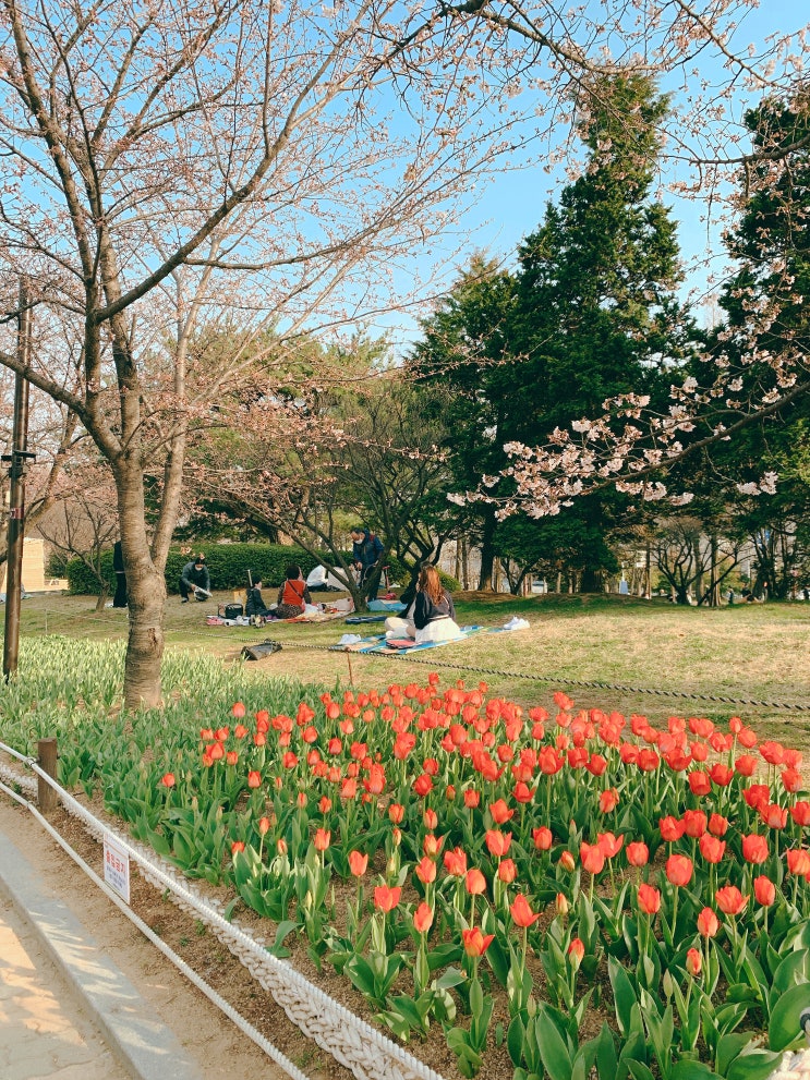  김해 연지공원 벚꽃 튤립 이번주 만개해요 (4.1수정)