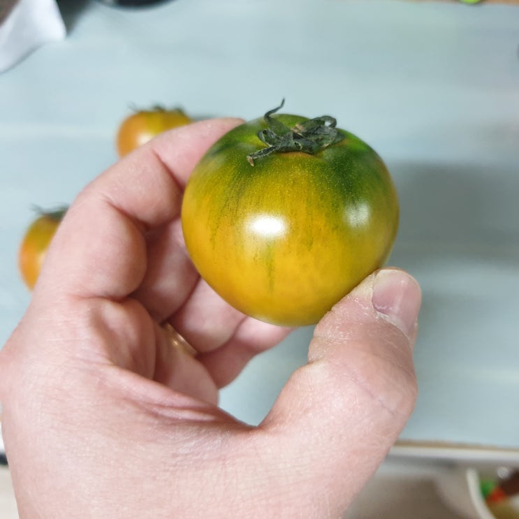 대저 짭짤이 토마토 보관법 - 농부 알려주는 맛있게 후숙하는법