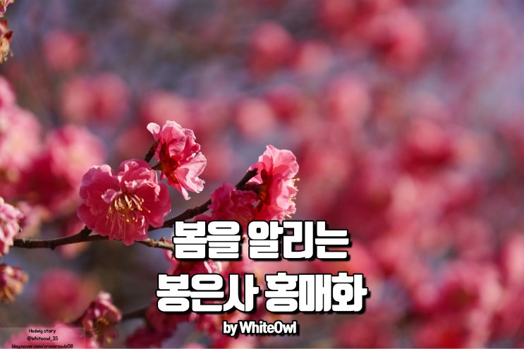  봉은사 홍매화 서울의 봄을 알린다.