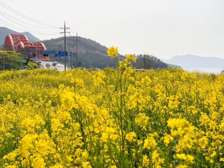 유채꽃 만개한 경남 사천 늑도마을 꽃구경 2020년 3월 21일 방문기