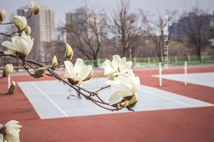  경기대학교 수원캠퍼스 (수원 봄나들이/ 수원 꽃구경)