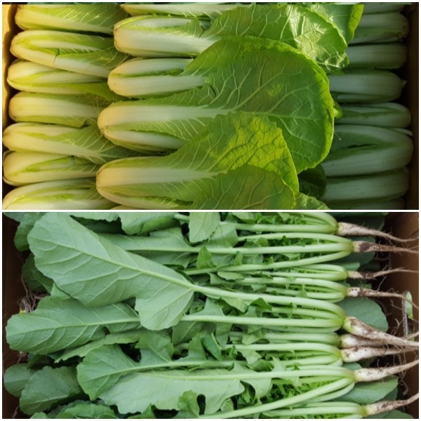 안산팜 사계절 신선하고 맛있는 얼갈이배추 (저탄소농축산물 GAP인증), 반반-얼갈이2kg 열무2kg 추천해요 안산팜 사계절 신선하고 맛있는 얼갈이배추 (저탄소농축산물 GAP인증), 반반-얼갈이2kg 열무2kg 추천해요