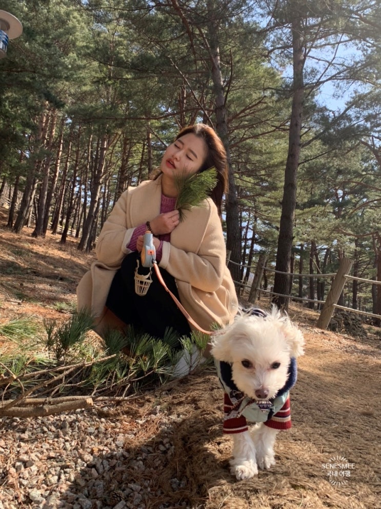  <강원도 양양여행> 애견 동반 가능한 순수 양떼목장 (Feat. 개주인의 개인생활)