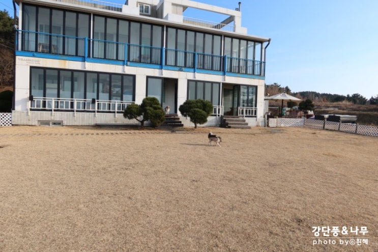  태안 애견동반 펜션 빌라노마드 바다가 앞이라서