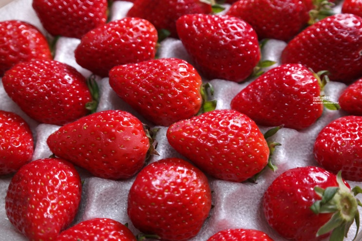 이마트 새벽에 수확한 영글어 딸기 딸기 2번 구매 후기
