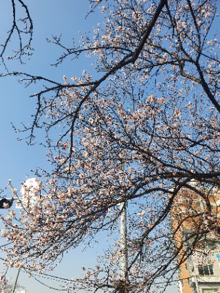 [ 일상고찰 ] 벚꽃 나무의 표정