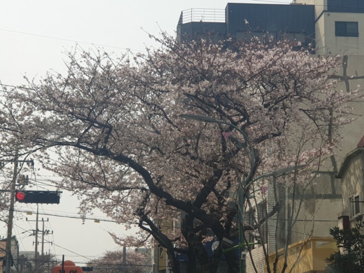  이쁜벗꽃이 피고있어요