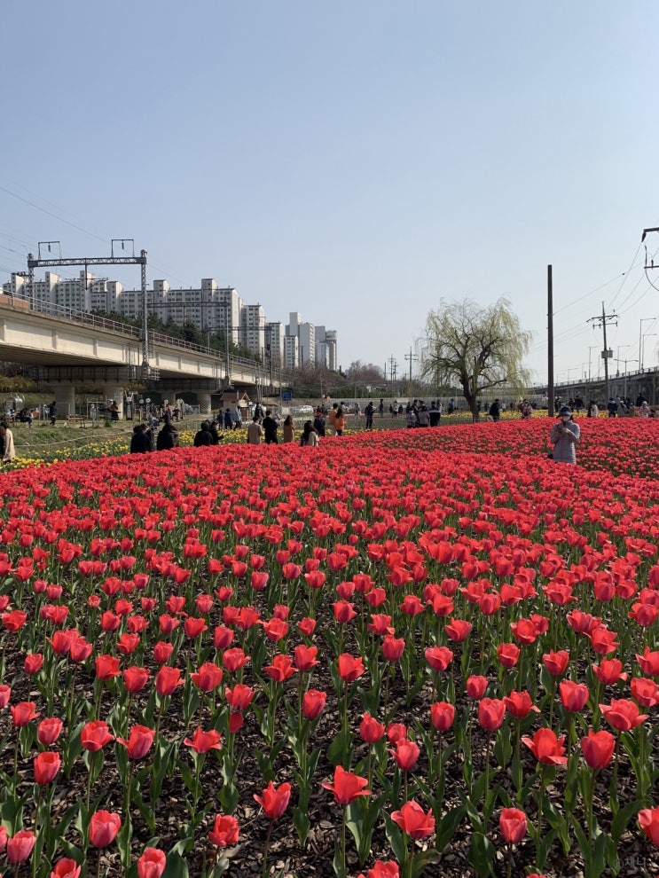 부산 화명생태공원 자전거 길 벚꽃 대신 튤립이 맞이해요