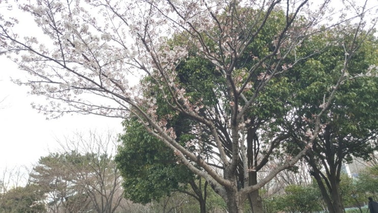  부산에는 벚꽃이 피었어요