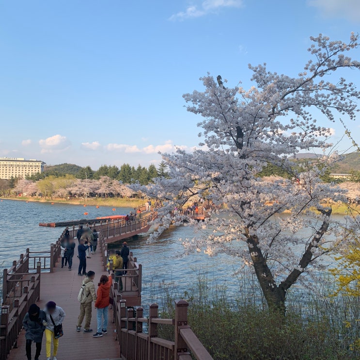  [경주 보문] 벚꽃
