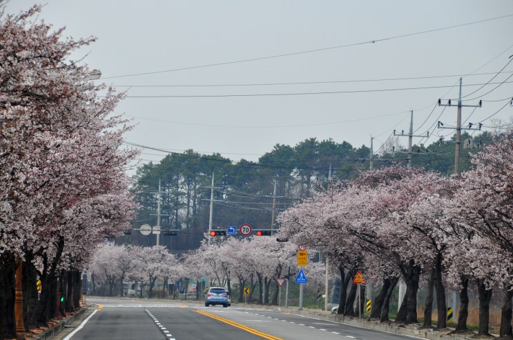  예산벚꽃이 피어나고 있어요