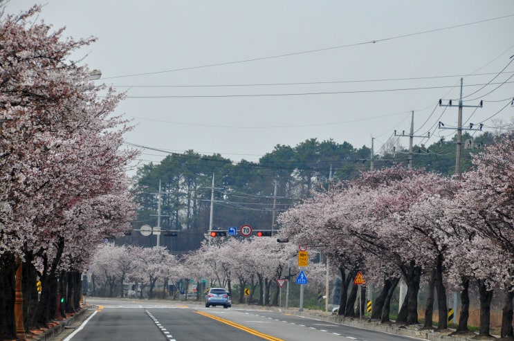 예산벚꽃이 피어나고 있어요