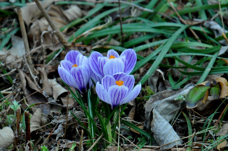 청양고운식물원에서 만날 수 있는 봄 꽃들