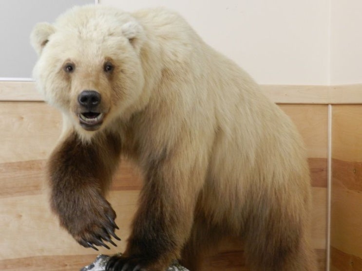 [그롤라 곰, 피즐리 곰] 북극곰과 회색곰 잡종의 진실