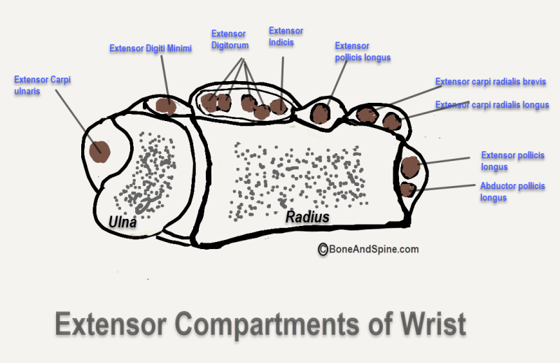 장무지신전근 파열 EPL rupture : 네이버 블로그