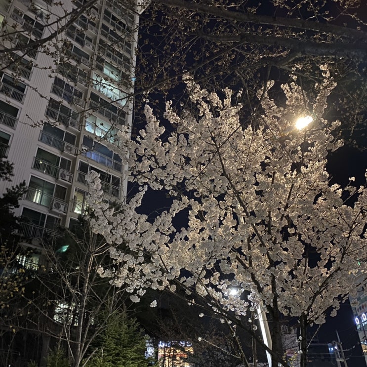  [화원여행]오복반점/남평문씨 본리세거지