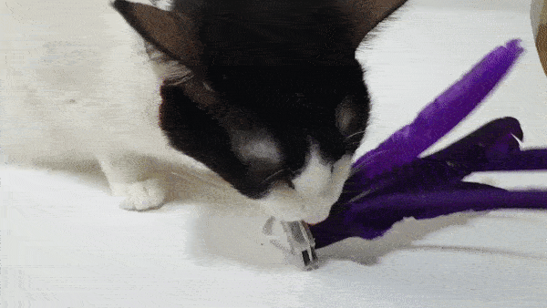 [고객이야기] Panion 냥이를 위한 고양이 간식 트릿 캣쳐 낚싯대 4PL