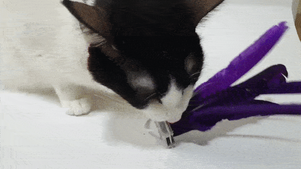  [고객이야기] Panion 냥이를 위한 고양이 간식 트릿 캣쳐 낚싯대 4PL