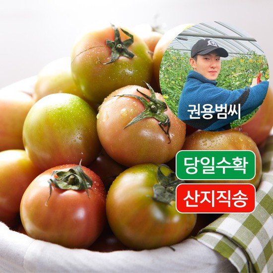 [초대박 상품] 부산 대저토마토 농가 산지직송25kg 대과 없음 상세설명 참조 품절되면 기다려야 돼요!!!