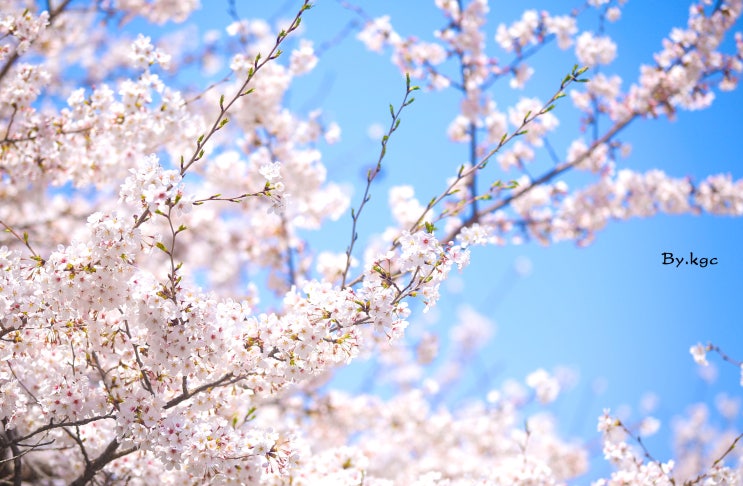 2020 진해 벚꽃축제 과연?