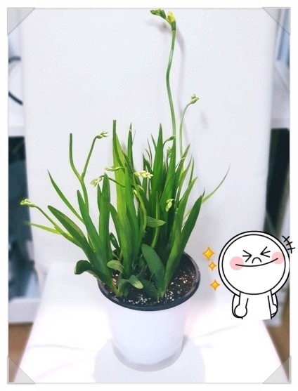  봄에 키우기 좋은 화분 프리지아 화분 입니다. 오늘 아침 일어나서 보니 봉우리가 노랗게 물들어 있네요 