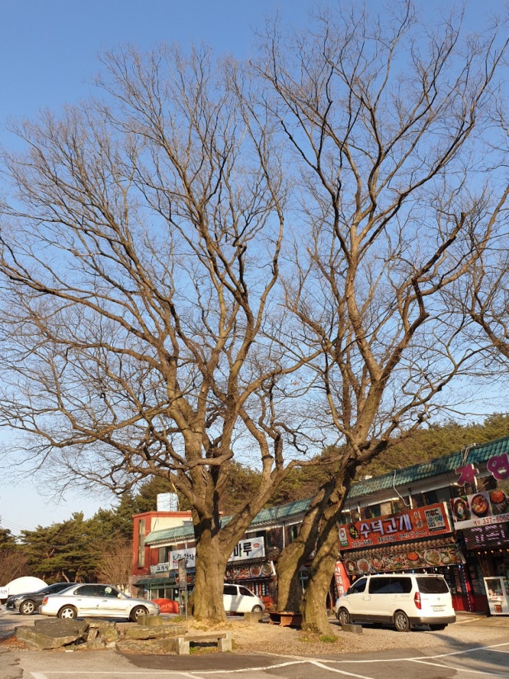  예산 여행, 예산 둔리 느티나무(보호수, 고유번호: 8-13-8-274호)
