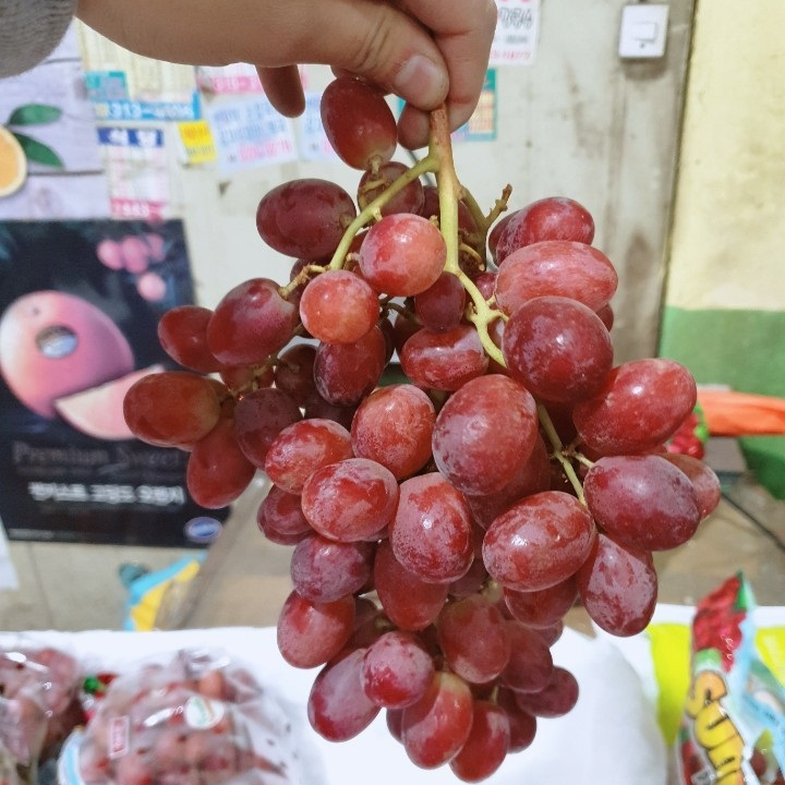 가람상점 프리미엄 고당도 블랙사파이어포도 애플청포도 샤인머스켓 2kg 3kg 4kg 8kg, 1개, 씨없는 크림슨 적포도 4kg 추천해요 가람상점 프리미엄 고당도 블랙사파이어포도 애플청포도 샤인머스켓 2kg 3kg 4kg 8kg, 1개, 씨없는 크림슨 적포도 4kg 추천해요