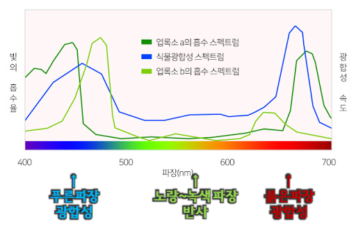  실내 식물키우기. 식물전용 조명이 필요한 이유