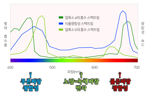 실내 식물키우기. 식물전용 조명이 필요한 이유