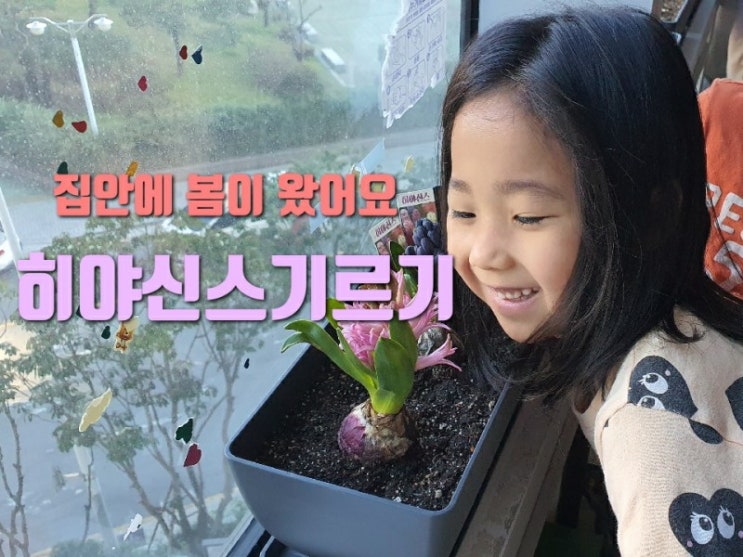  꽃 좋아하는 아이들을 위해 히야신스를 심어봤어요