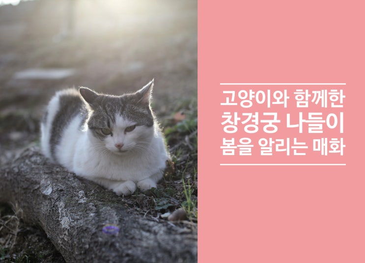 고양이와 함께한 창경궁 나들이~ feat.매화 고양이와 함께한 창경궁 나들이~ feat.매화