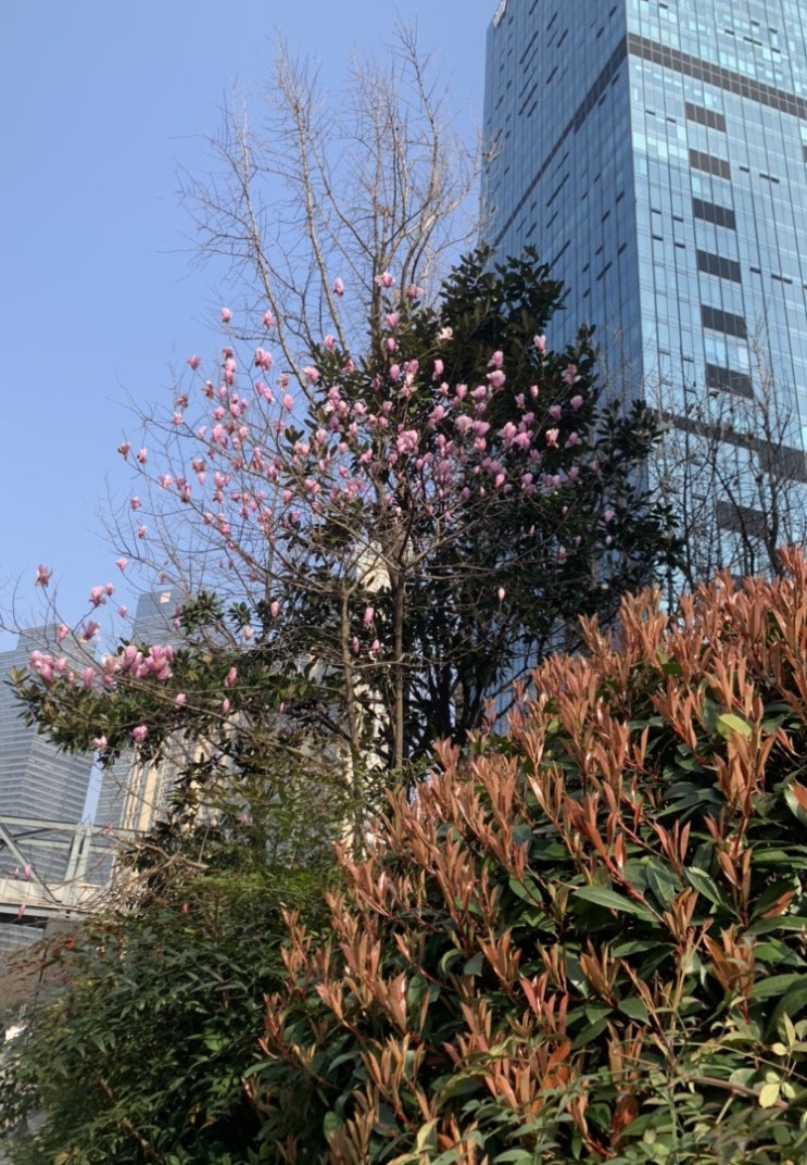  항저우의 봄