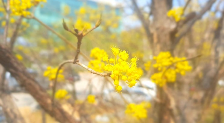  나태주 시인 - 행복