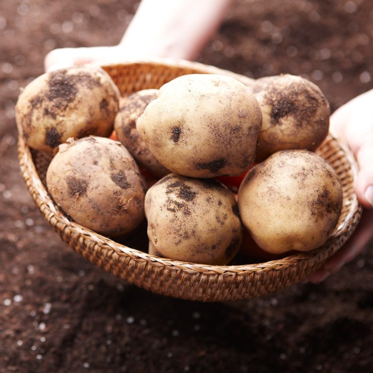 강원도농수산물 포슬포슬 감자 수미감자 3kg 5kg 10kg, 1박스, 감자 5kg 중(통구이용)_50 