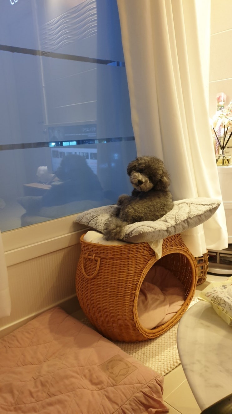  삐진 강아지 ㅜㅜ