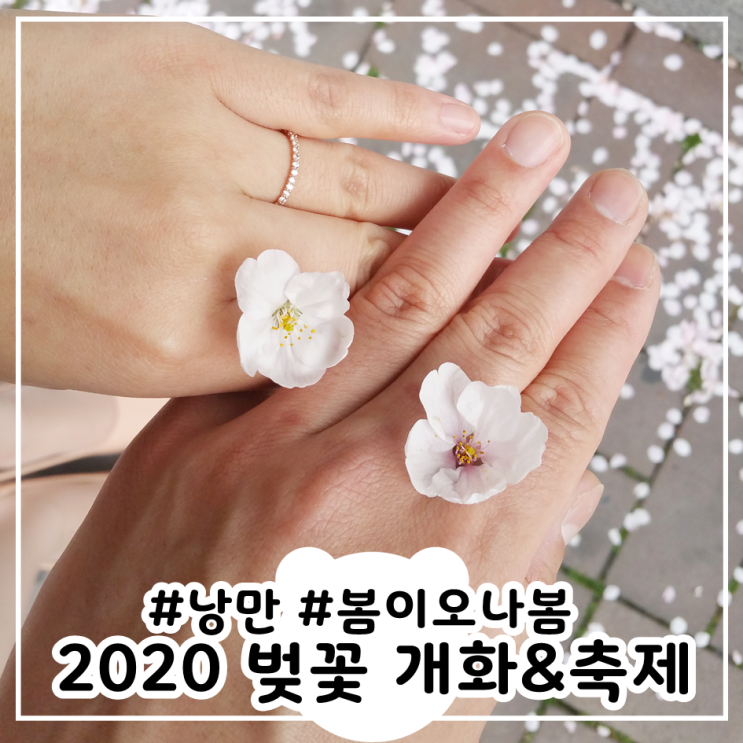 벚꽃 개화 시기 2020 벚꽃축제 취소