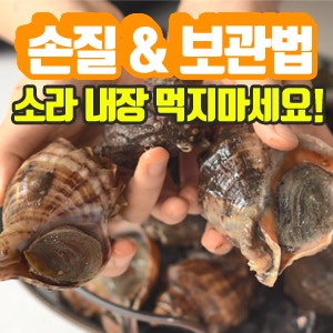 종류별 소라 손질 & 보관법 간단 독제거 내장 먹지마세요!