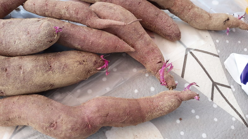 고구마 재배의 고구마순을 내기 위해 고구마를 심다. 5