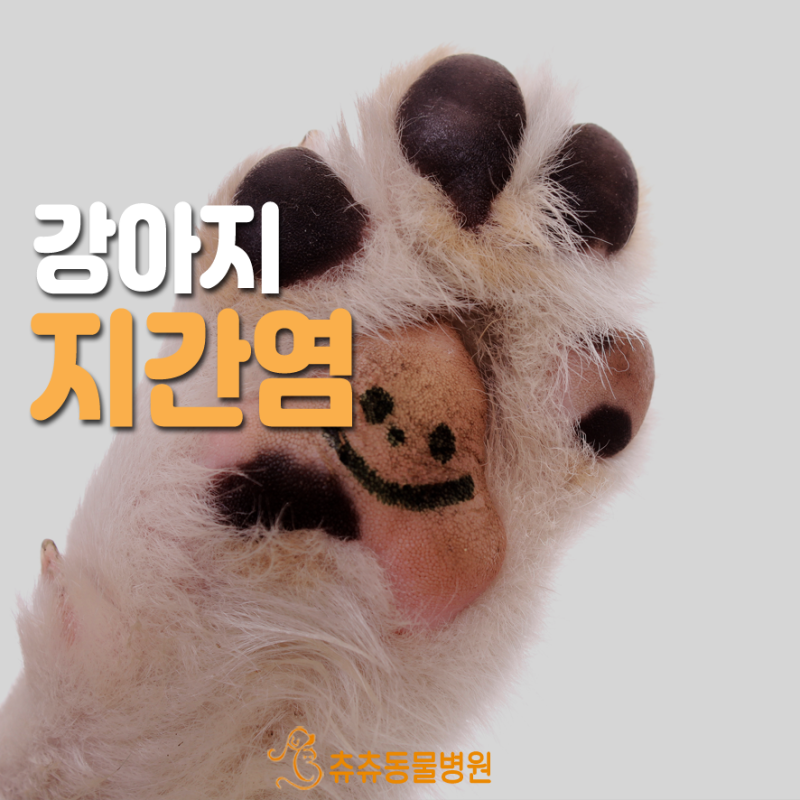 강아지 손가락 간염이 재발했어요. / 강아지 앞발에 풀씨 제거 / 강아지 발가락 염증 / 강아지 산책 후 절뚝거리고