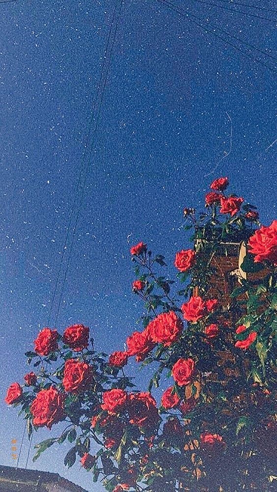 아이폰 꽃 배경화면 감성가득 봄느낌 25종 : 네이버 블로그