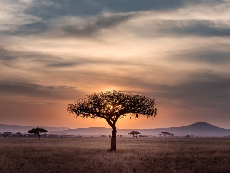 걸어서 세계속으로 아프리카 스페셜 (나미비아, 탄자니아, 남아프리카 공화국, 짐바브웨)
