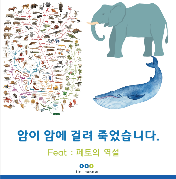  암이 암에 걸려 죽었습니다 (feat : 페토의 역설)
