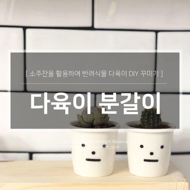  셀프 분갈이 미니 다육이 소주잔 화분 만들기
