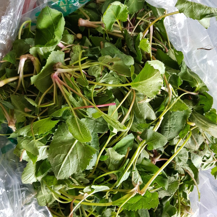 영호네농산물 봄나물의 황제 하동 취나물, 1box, 500g 추천해요 영호네농산물 봄나물의 황제 하동 취나물, 1box, 500g 추천해요