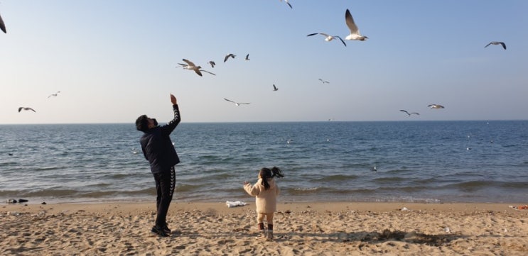  서울근교 텐트피크닉 모래놀이 갈매기먹이주기 십리포해수욕장