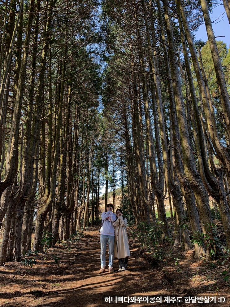 제주도 한달반살기 6일차, 오늘도 성산 주변에서 인생샷을 건지기 위한 노력! [동트레, 도너츠윤 제주점, 안돌오름]